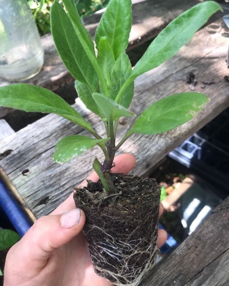 Şeker Otu (Gynura) Yaprağı Yenen Ispanak Fidanı