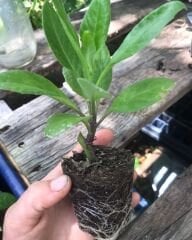 Şeker Otu (Gynura) Yaprağı Yenen Ispanak Fidanı