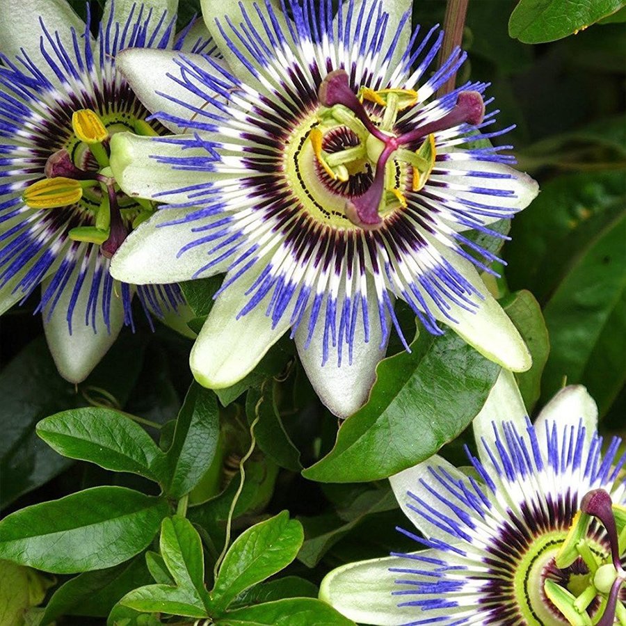 Saksıda Passiflora Caerulea (Çarkıfelek) Fidanı