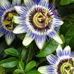 Saksıda Passiflora Caerulea (Çarkıfelek) Fidanı