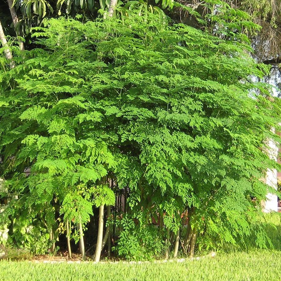 Şifalı Moringa Ağacı Tohumu-50 Adet