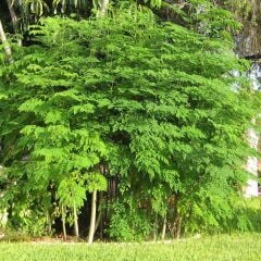 Şifalı Moringa Ağacı Tohumu-50 Adet
