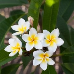 Saksıda Amerikan Fulu (Plumeria Alba) Ağacı Fidanı