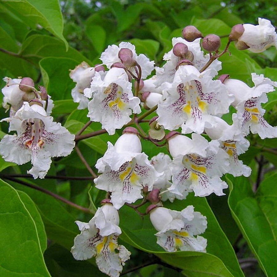 Özel Çeşit Beyaz Çiçekli Paulownia Fidanı(60/80cm)