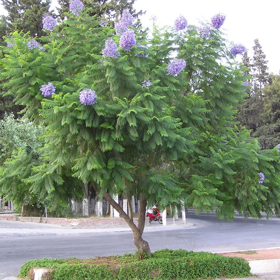 Tüplü Mor Çiçekli Jakaranda Ağacı Fidanı (150-250 cm)