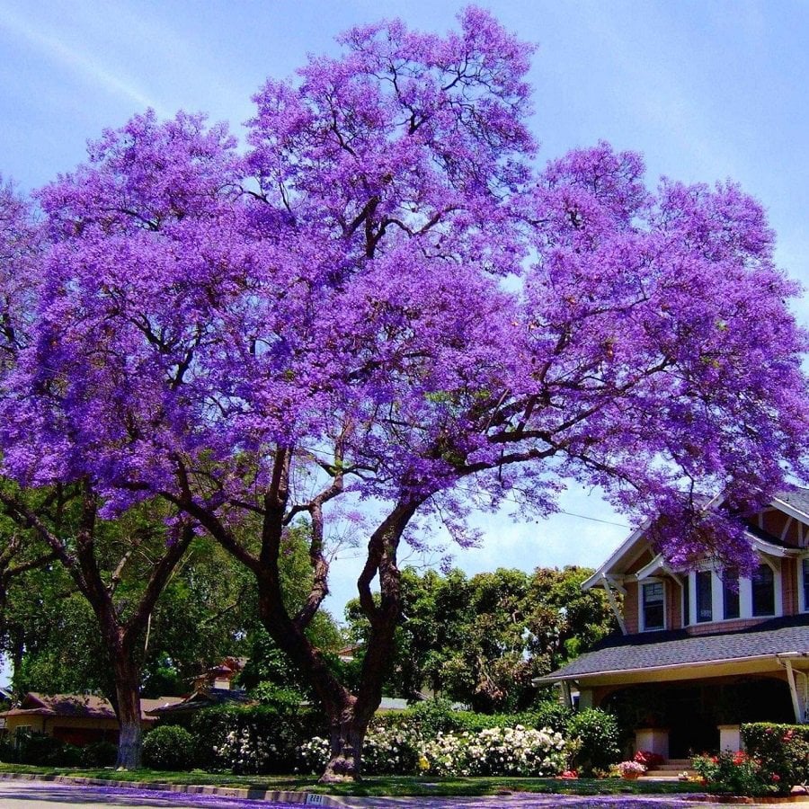 Dünya\'nın En Hızlı Büyüyen Ağacı Paulownia Fidanı