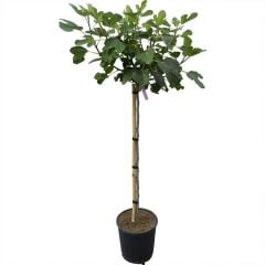 Saksıda Yöresel Çeşit Mut İnciri Fidanı(60/100 cm)