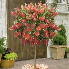 Tüplü Fırça Çalısı (Callistemon Laevis) Fidanı (60-80 cm)