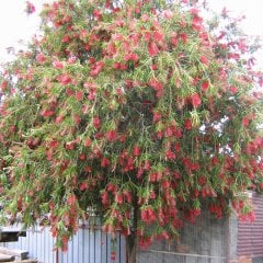 Tüplü Fırça Çalısı (Callistemon Laevis) Fidanı (60-80 cm)