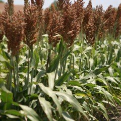 Sorgun Sorge Sudan Otu Tohumu-10 Kg