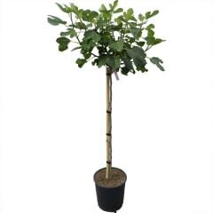 Saksıda Kahraman Maraş İri Meyveli Abbas İncir Fidanı (60 cm)