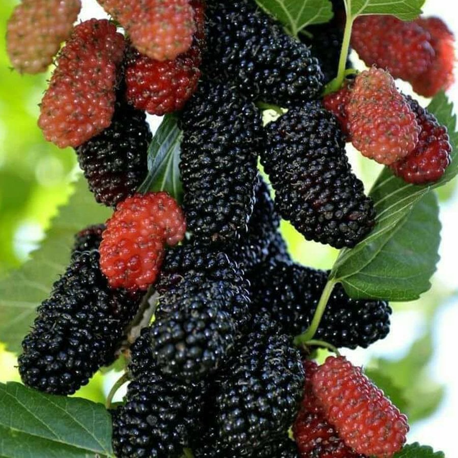 Tüplü Avustralya Dut Fidanı (100-120 cm)