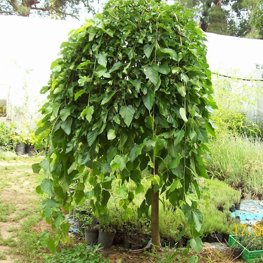 Tüplü Ters (Paraşüt) Dut Fidanı (15-30 cm)