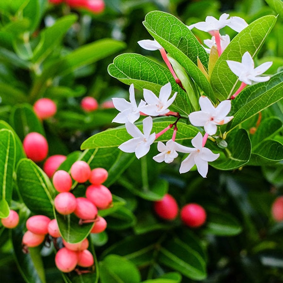 Tüplü Natal Eriği (Carissa Macrocarpa) Fidanı