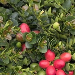 Tüplü Natal Eriği (Carissa Macrocarpa) Fidanı