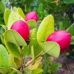 Tüplü Natal Eriği (Carissa Macrocarpa) Fidanı