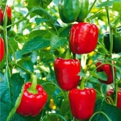 Kırmızı Kaliforniya Dolma Biber Fidesi-5 Adet