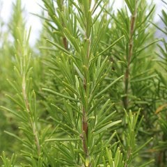 Tüplü Biberiye Rosemary Fidanı