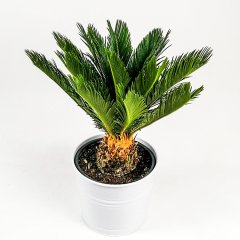 Saksıda Orta Boy Cikas (Cycas) Ağacı
