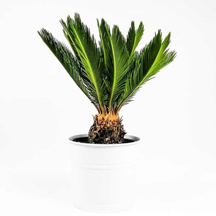 Saksıda Orta Boy Cikas (Cycas) Ağacı