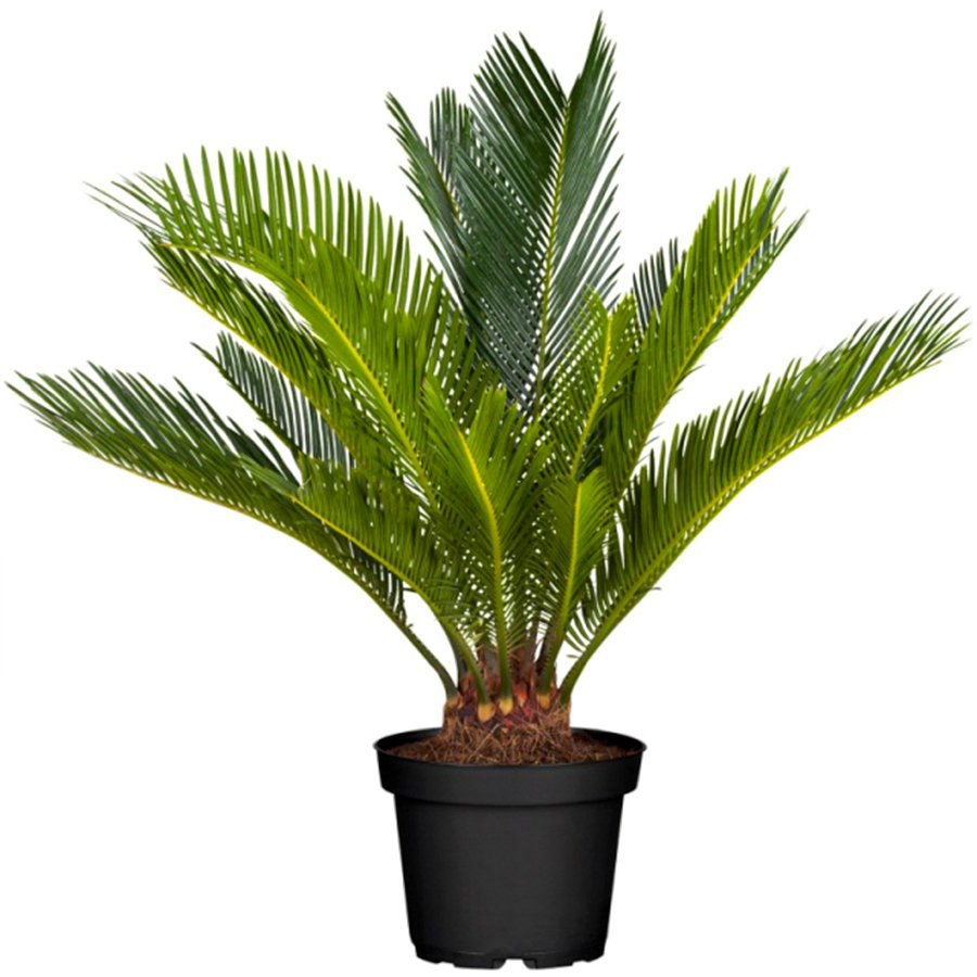 Saksıda Büyük Boy Cikas (Cycas) Ağacı-6 Yaşlı