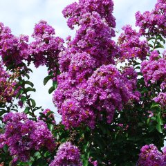 Tüplü Mor Çiçekli Lagerstroemia İndica Oya Ağacı