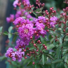 Tüplü Mor Çiçekli Lagerstroemia İndica Oya Ağacı