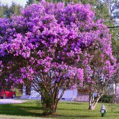 Tüplü Mor Çiçekli Lagerstroemia İndica Oya Ağacı