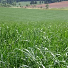 İtalyan  EXTREM Çimi/Süt Otu/Ryegrass Tohumu-25 Kg