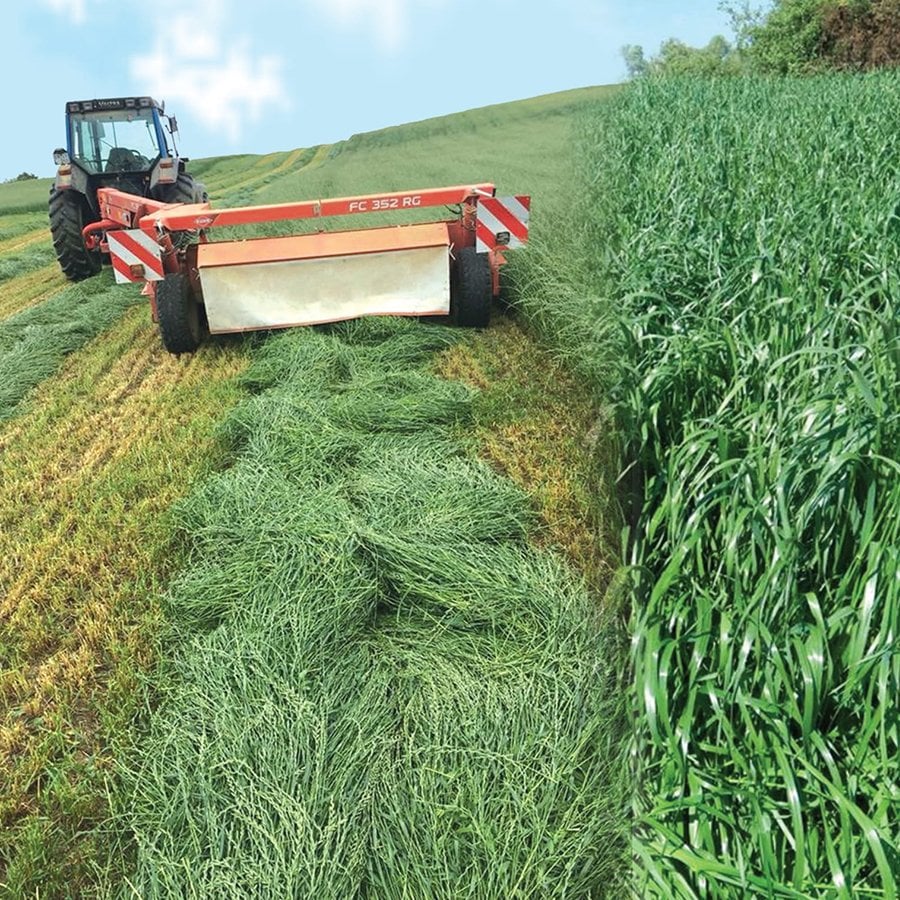 İthal MADONNA İtalyan Çimi/Süt Otu/Ryegrass Yem Tohumu -25 Kg