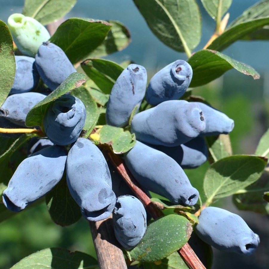 Tüplü Özel Üretim Honeyberry Bal Yemişi Fidanı