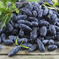 Tüplü Özel Üretim Honeyberry Bal Yemişi Fidanı