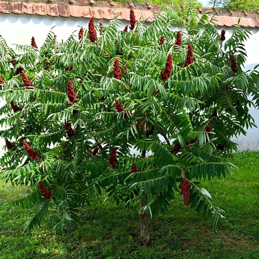 Tüplü Baharatlık Sumak Ağacı Fidanı-(5-10 cm)