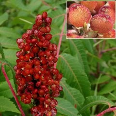 Tüplü Baharatlık Sumak Ağacı Fidanı-(5-10 cm)