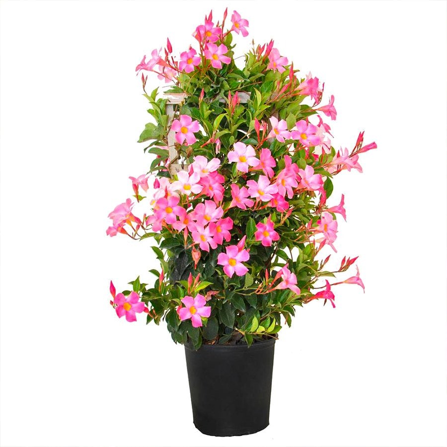 Saksıda Sarılıcı Tırmanıcı Pembe Mandevilla Çiçeği (30-50 cm)