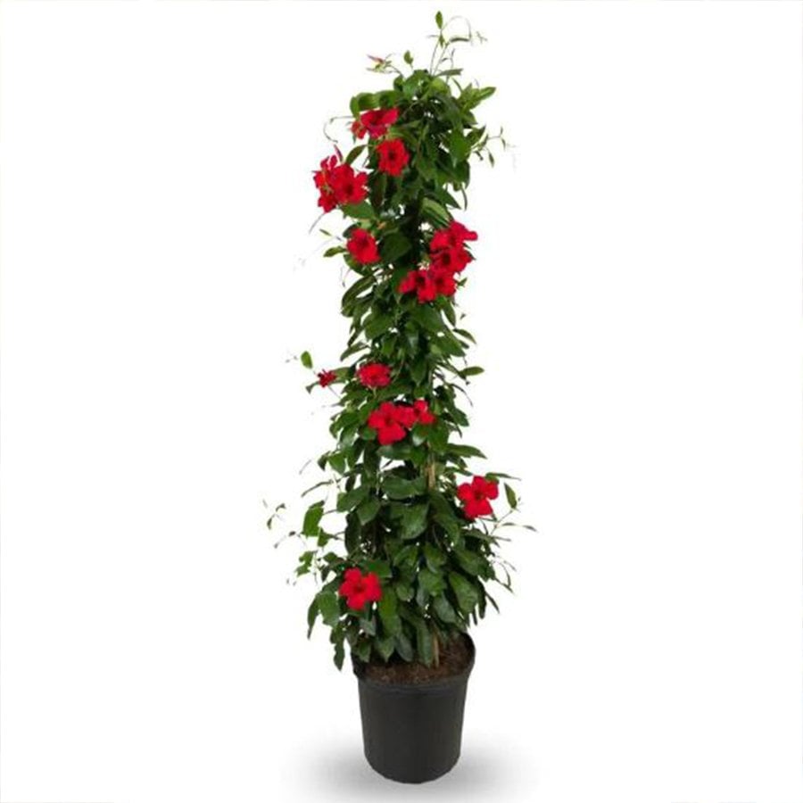 Saksıda Sarılıcı Tırmanıcı Kırmızı Mandevilla Çiçeği (30-50 cm)