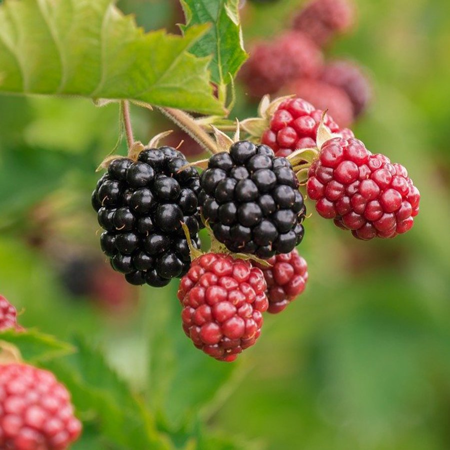 Tüplü Erkenci Blackberry Böğürtlen Fidanı