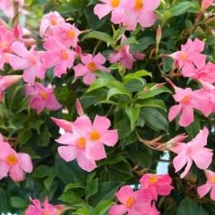 Saksıda Sarılıcı Tırmanıcı Karışık Renkli Mandevilla Çiçeği-2 Adet (30-50cm)