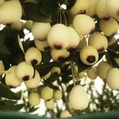 Tüplü Doğal Organik Şifalı Murt Fidanı