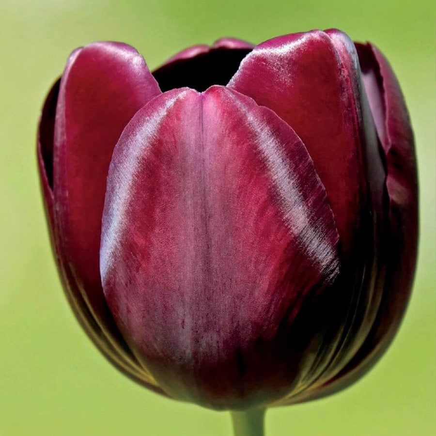 Dark Red Color Koyu Kırmızı Lale Soğanı-5 Adet