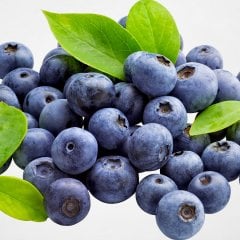 Tüplü Doğal Brigitta Yaban Mersini Fidanı