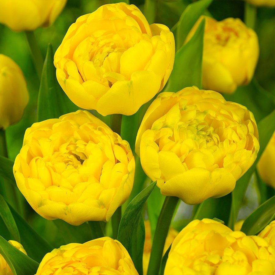 Yellow Pomponette Katmerli Sarı Lale Soğanı-5 Adet