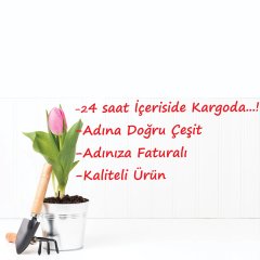 Monsella Katmerli Sarı Kırmızı Çizgili Lale Soğanı-4 Adet