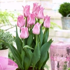 Miss Elegance Şeker Pembe Lale Soğanı-5 Adet