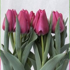 Sweet-Rosy Koyu Pembe Lale Soğanı-5 Adet