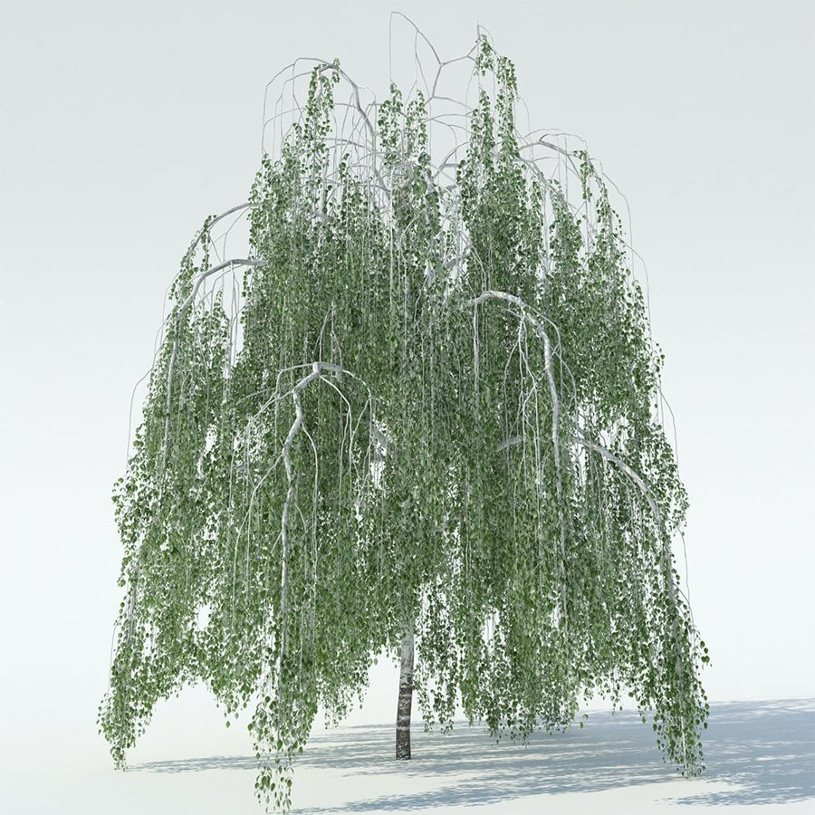 Tüplü Salkım Huş (Betula Pendula) Ağacı Fidanı