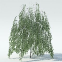 Tüplü Salkım Huş (Betula Pendula) Ağacı Fidanı