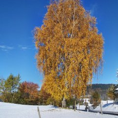 Tüplü Salkım Huş (Betula Pendula) Ağacı Fidanı