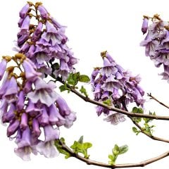 Dünya\'nın En Hızlı Büyüyen Ağacı Paulownia Fidanı 30-50CM
