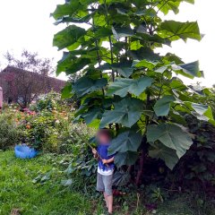 Dünya\'nın En Hızlı Büyüyen Ağacı Paulownia Fidanı 30-50CM
